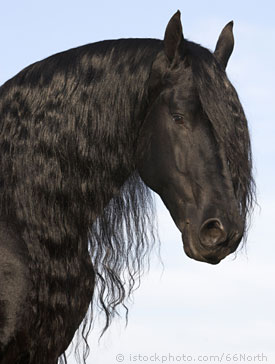 3 Types of Horse Hair You Should Definitely Care About –