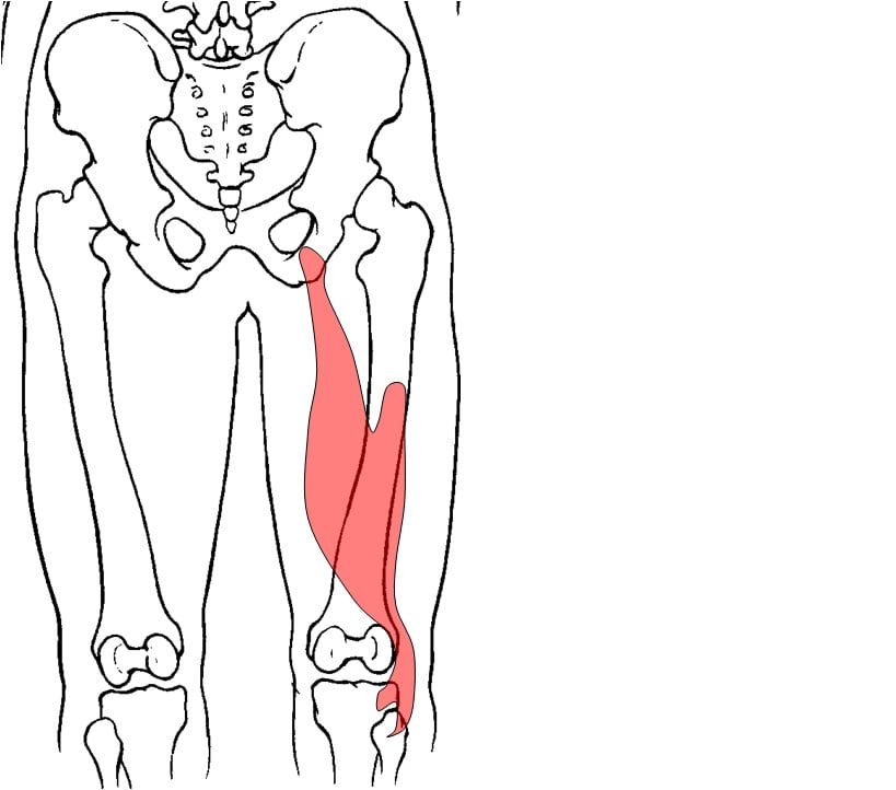 Hip Joint Anatomy Muscles