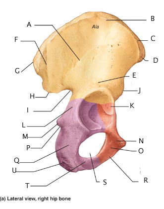 Anatomy And Physiology 141 Lab Practical 2 - ProProfs Quiz