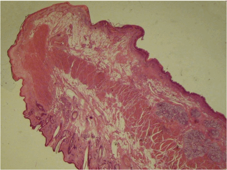 Histology II - ProProfs Quiz