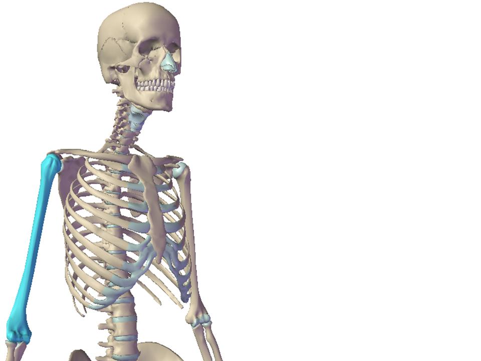 Anatomía - El Esqueleto / Las Partes del Cuerpo Humano