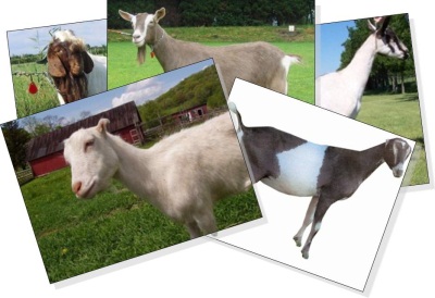 Goat Breed Identification - ProProfs Quiz