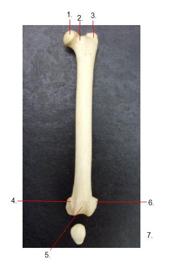 Assessment Of The Cat Appendicular Skeleton - Quiz, Trivia & Questions