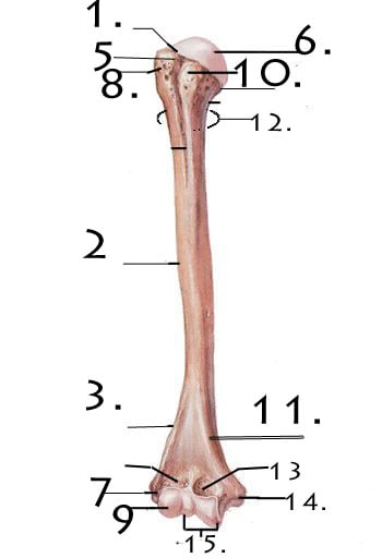 Bones of the Pectoral Girdle Quiz