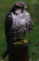 Hawk Conservancy Trust: Birds Of Prey! Quiz - ProProfs Quiz