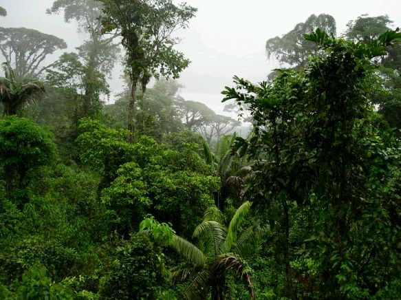 Identifying Biomes - ProProfs Quiz