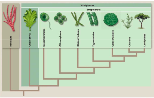 Kingdome Plantae Part A - ProProfs Quiz