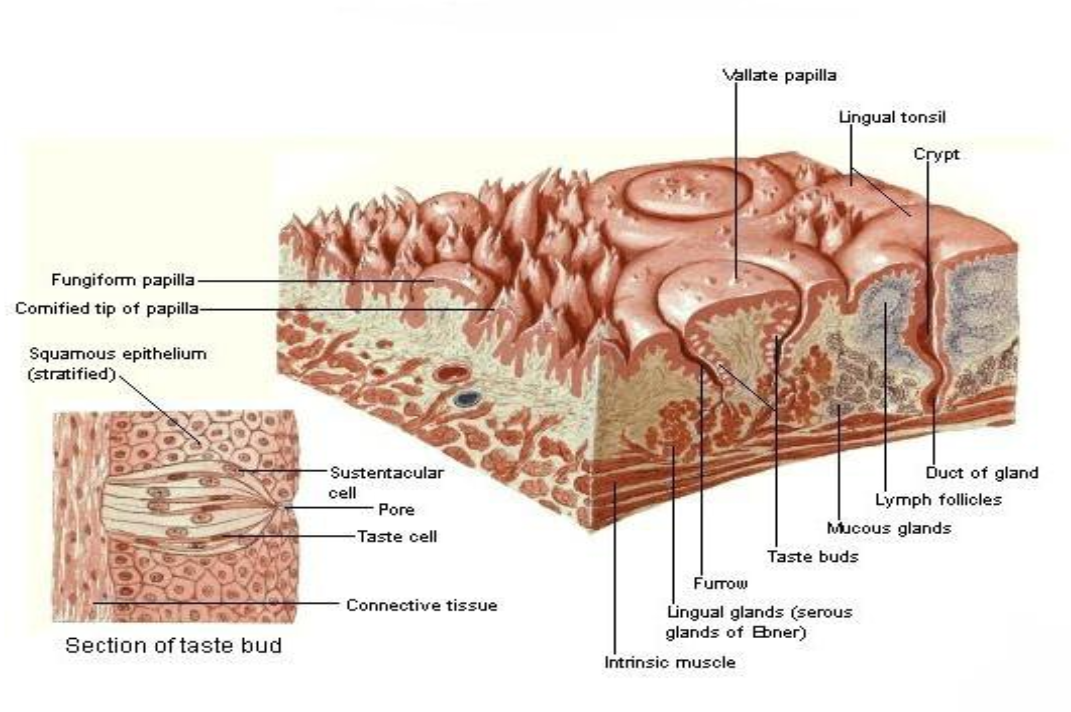 95. Taste budGustatory hairsGustatory proesSensory epithelial cells in ...