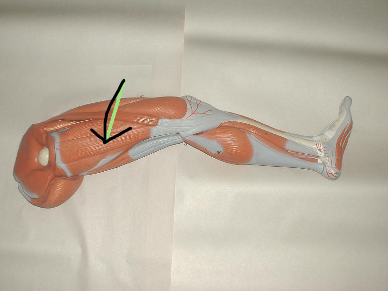 Adductor Magnus gracilis