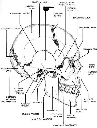 Skull Parts And Vertebral Column Quiz! Trivia - Trivia & Questions