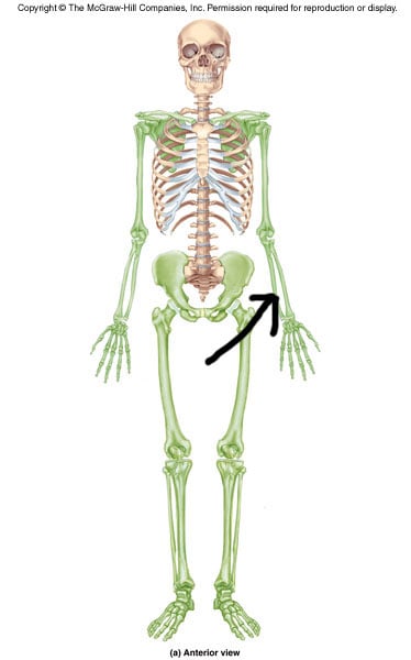 Skeletal Lab Practice Exam Quiz! - Trivia & Questions