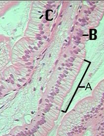 Epithelial Tissue Identification Test - Quiz, Trivia & Questions