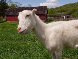 Goat Breed Identification - ProProfs Quiz