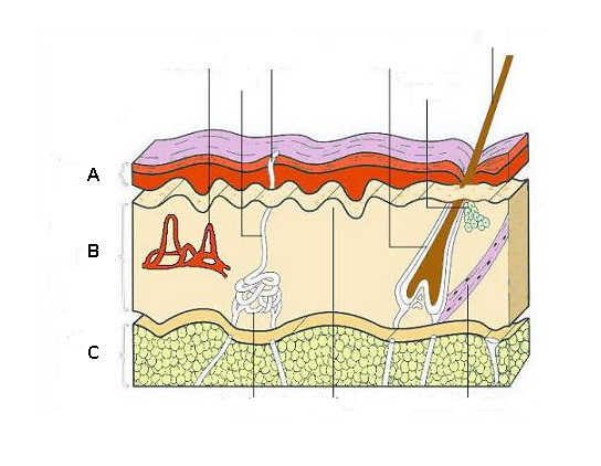 Dermatology & Cosmetics - Quiz, Trivia & Questions