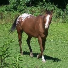 Can You Identify These Horse Breeds? Image Trivia Quiz | Attempts: 7262 ...