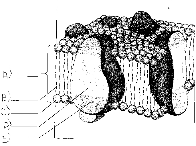 Membrane Structure And Function - Quiz, Trivia & Questions