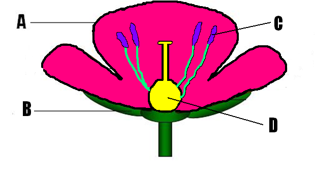 Plant: Multiple Choice Questions - ProProfs Quiz