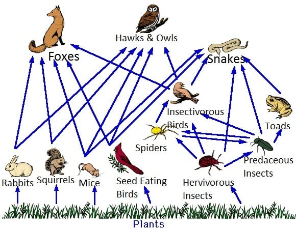 Ecology Unit Practice - ProProfs Quiz