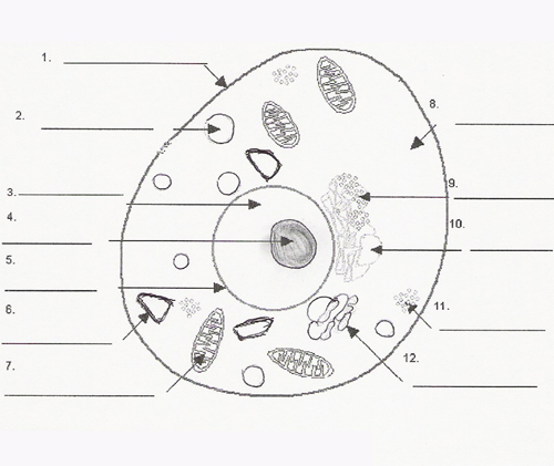 Cell Parts And Definitions - ProProfs Quiz