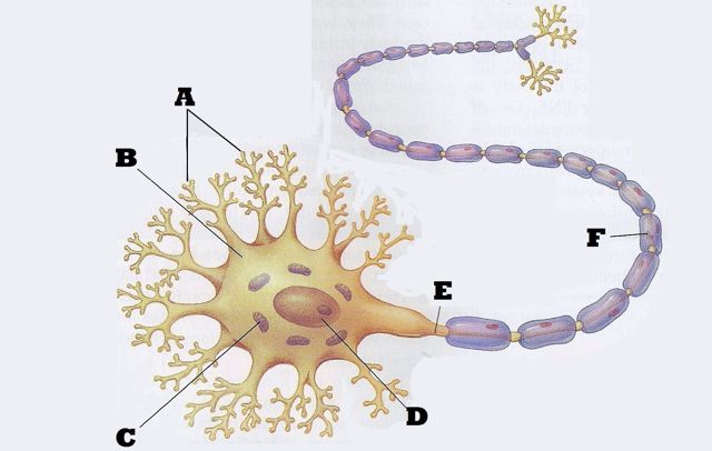 Anatomy & Physiology Final Exam - ProProfs Quiz