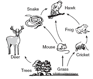 Living Organisms & Their Environment - ProProfs Quiz