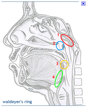 Пирогово кольцо. Кольцо Пирогова Вальдейера. Миндалины глоточного кольца Пирогова Вальдейера.