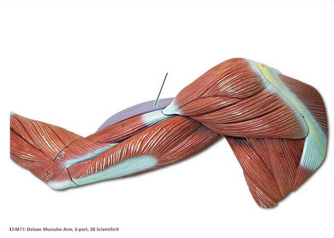 lab-exam-3-muscles-quiz-trivia-questions