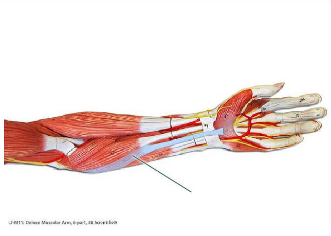 Lab Exam 3 Muscles - Quiz, Trivia & Questions