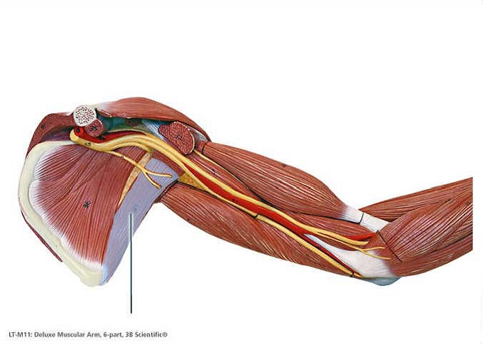 lab-exam-3-muscles-quiz-trivia-questions