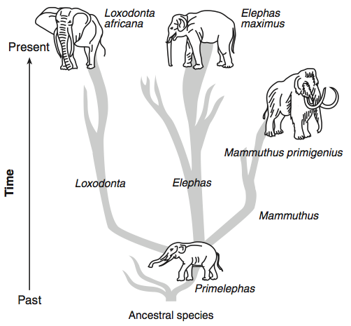 Tree Revolution Evolutionary Pathways Quiz Questions & Answers ...