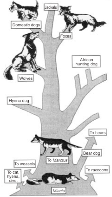 miacis evolution of the dog