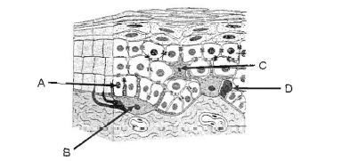 Block 7 Skin Genomic Imprinting MCQ's - Quiz, Trivia & Questions