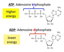 Quiz On Cellular Energy And ATP - Adp Cycle | Attempts: 3315 - Trivia ...