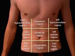 9 regions of the body