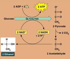 Anaerobic Respiration - Fermentation Test | Attempts: 571 - Quiz ...