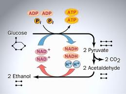 Anaerobic Respiration - Fermentation Test - Quiz, Trivia & Questions