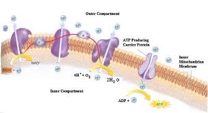 Cellular Respiration Test - A - Quiz, Trivia & Questions