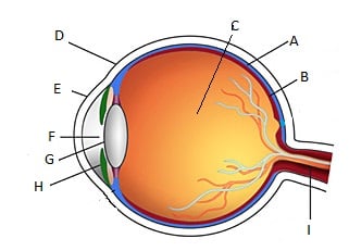 diagram of the eye without labels