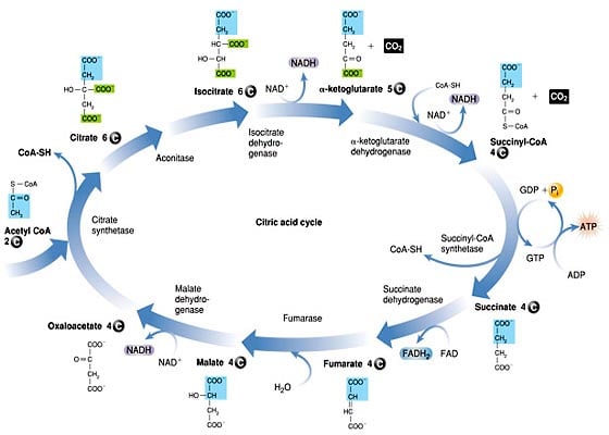 Cellular Respiration - Krebs Cycle Quiz | Attempts: 9941 - Trivia ...