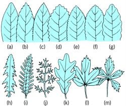 Tree Leaves - Margin Test - ProProfs Quiz