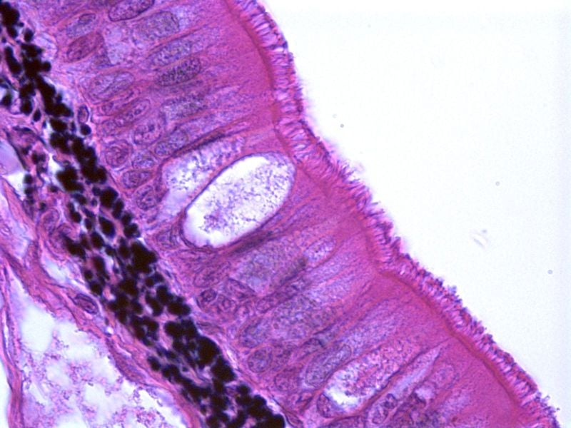 Cell And Tissue Research - ProProfs Quiz