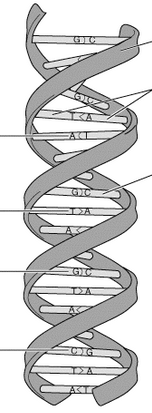 dna structure unlabeled