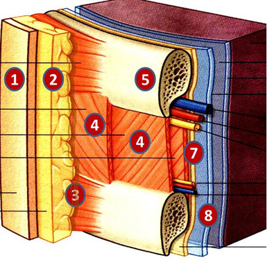 1 Thoracic Wall