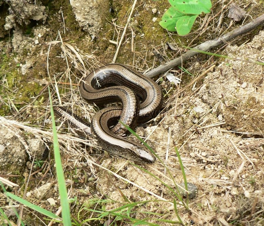 Slepuch Lamavy - Anguis Fragilis - ProProfs Quiz