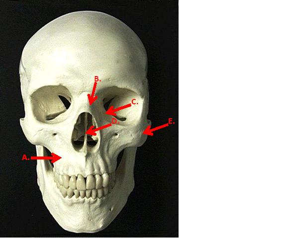 Unit Ii: Axial Skeleton & Articulations - Quiz, Trivia & Questions