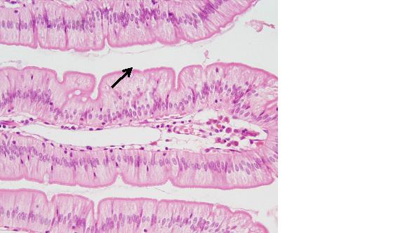 Unit I: Histology I: Nervous, Epithelial & Muscular Tissues - ProProfs Quiz