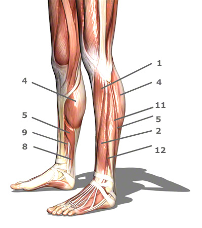 Muscle Labeling - Lower Leg Diagram