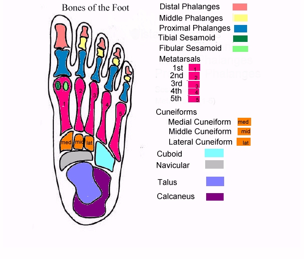 Skeletal System Warm Up 1 - Quiz, Trivia & Questions