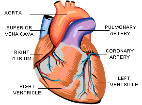 Hm Book Ch 6: Human Anatomy And Physiology 