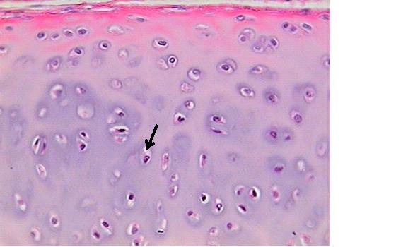 Unit I: Histology II: Connective Tissues | Attempts: 4197 - Quiz ...